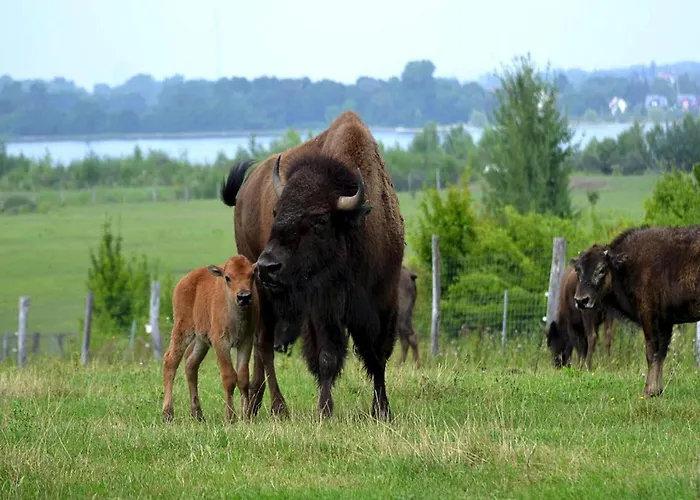 In Near A Ferienhaus *