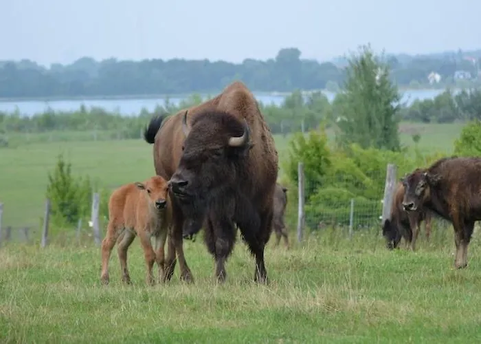 In Near A Nyaraló *