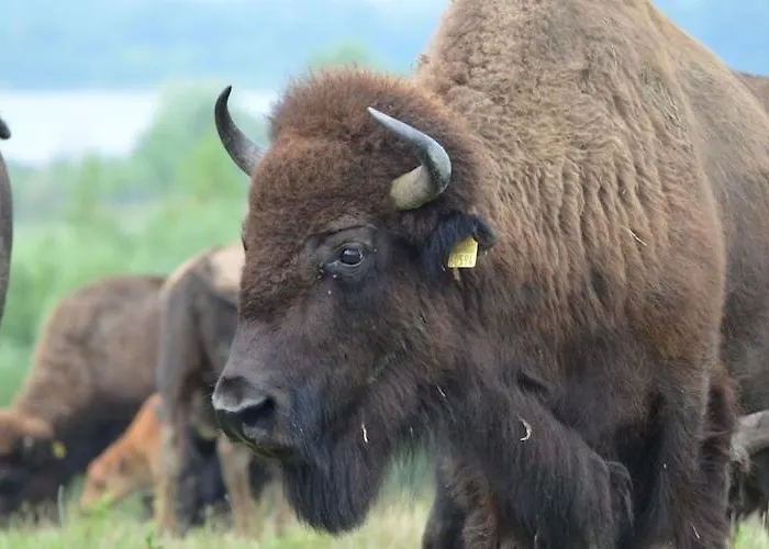 Nyaraló In Near A *